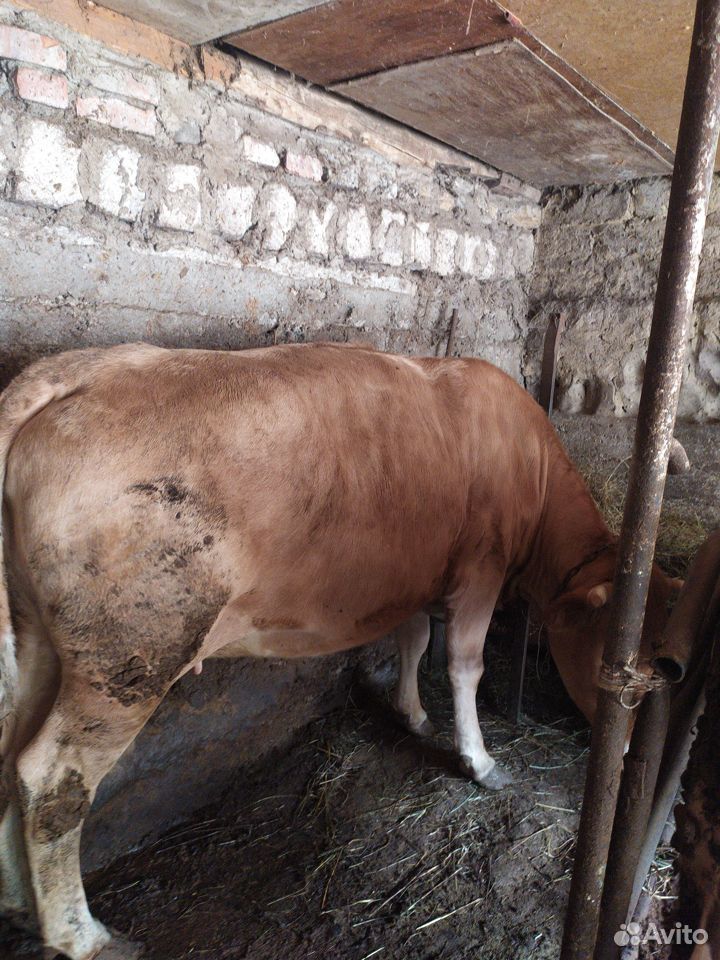 Корова на мясо 280-300 кг купить на Зозу.ру - фотография № 2