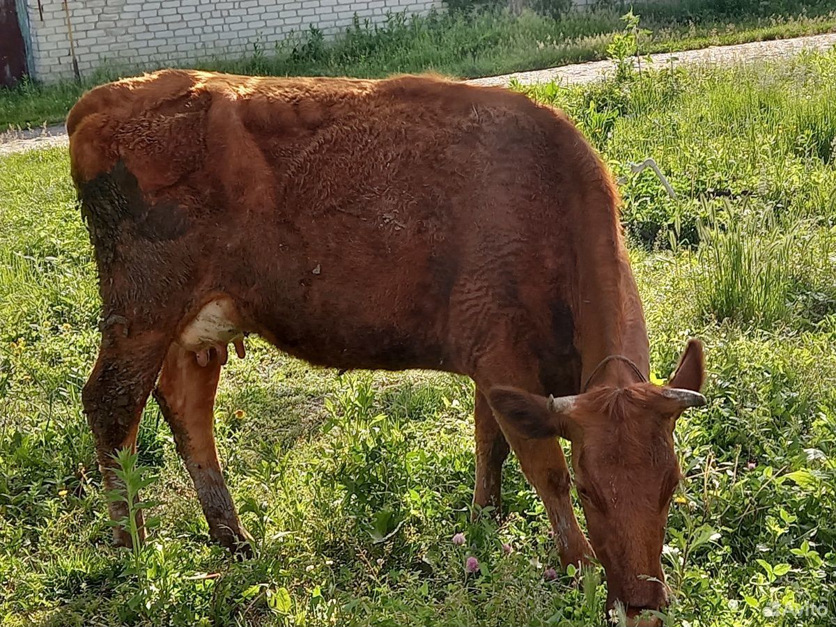 Корова дойная С теленком купить на Зозу.ру - фотография № 1