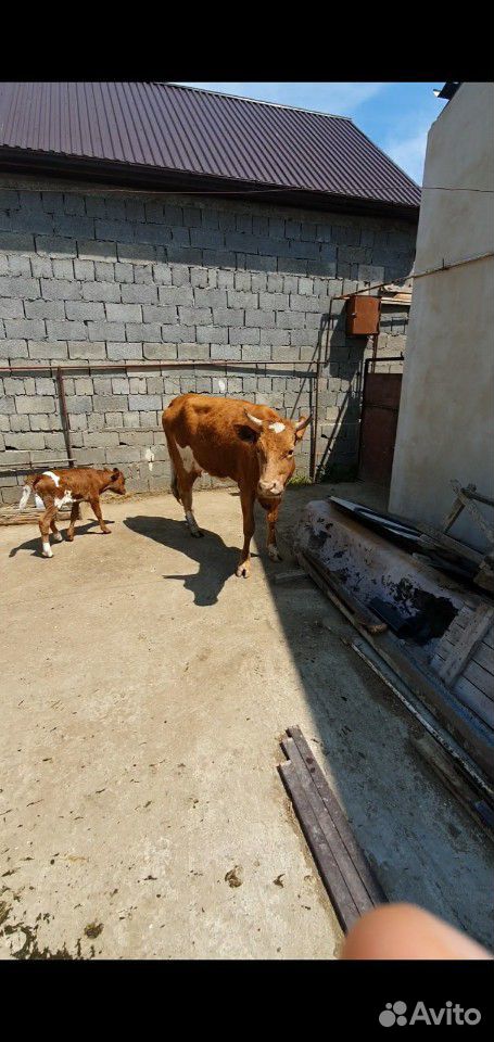Корова с теленоком купить на Зозу.ру - фотография № 4