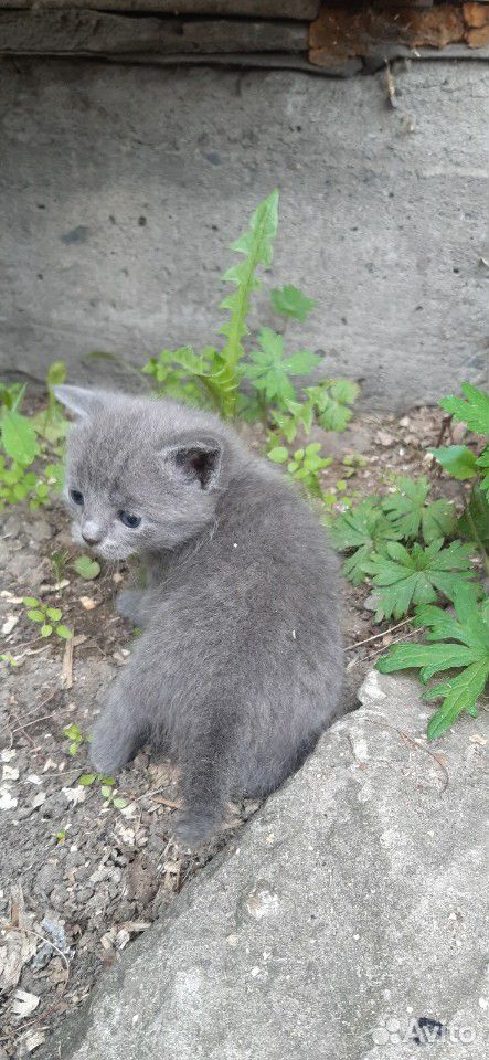Дымчатый котенок, девочка купить на Зозу.ру - фотография № 2