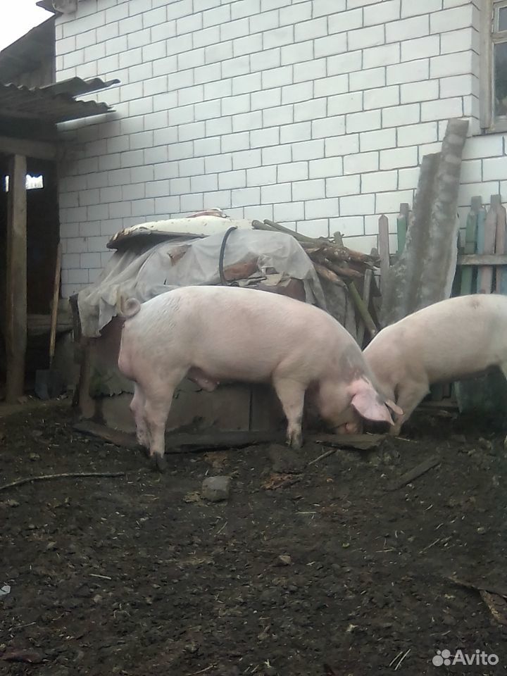 Свиньи и хряки, маленькие поросята купить на Зозу.ру - фотография № 2