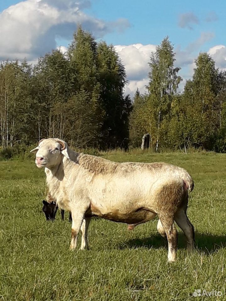 Овцы племенные Романовской породы с ягнятами купить на Зозу.ру - фотография № 4