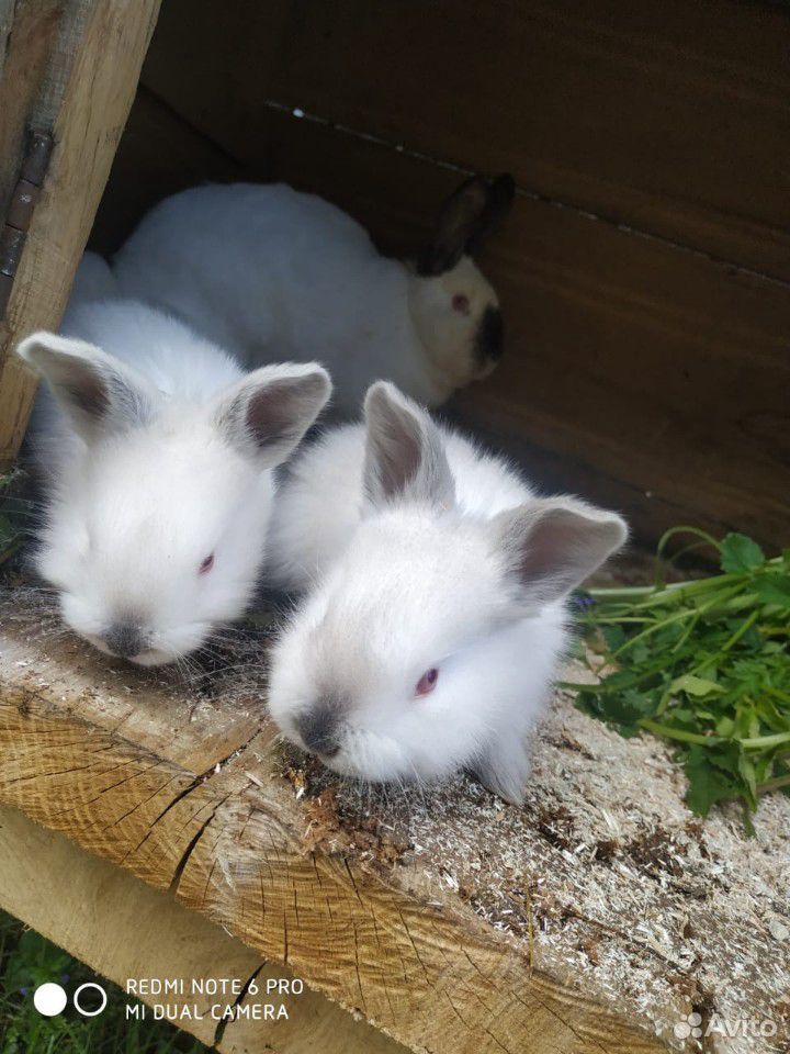 Кролики (калефорния) купить на Зозу.ру - фотография № 4