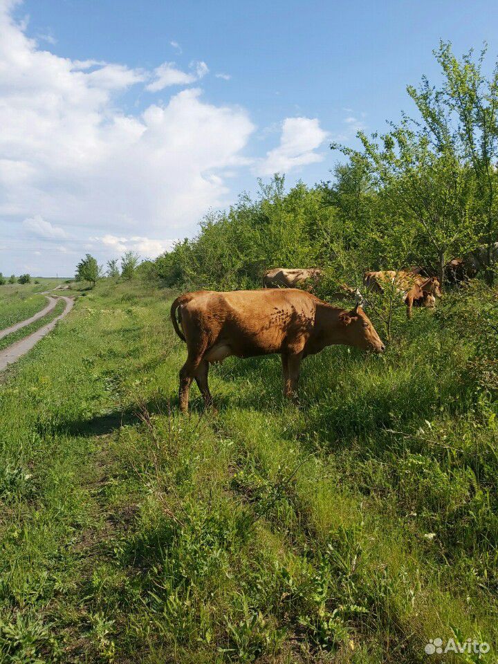 Коровы дойные купить на Зозу.ру - фотография № 5