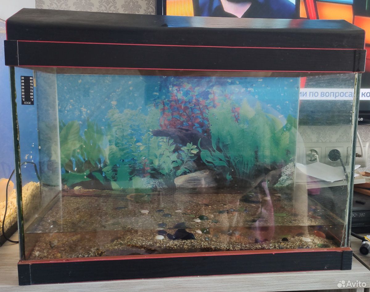 Продам в отличном состоянии аквариум на 85 л. с кр купить на Зозу.ру - фотография № 1