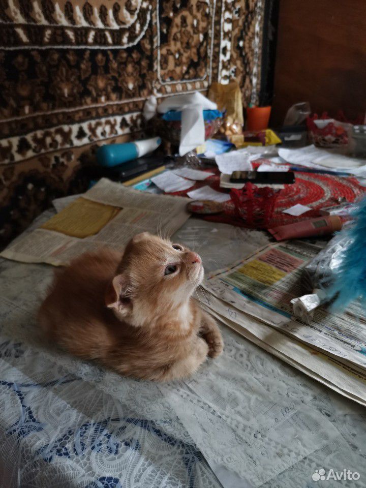 Продам котят купить на Зозу.ру - фотография № 3