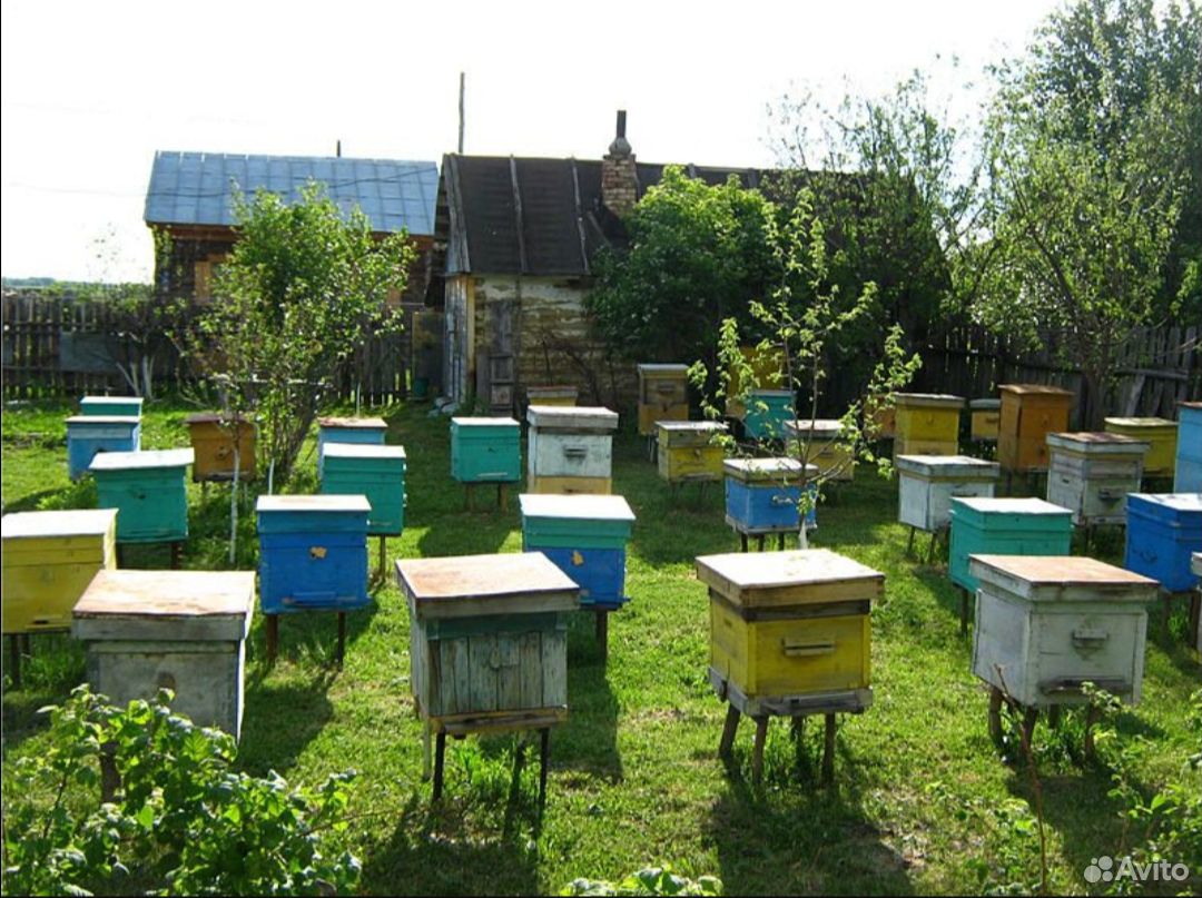 Пчелосемья вместе с ульями купить на Зозу.ру - фотография № 1