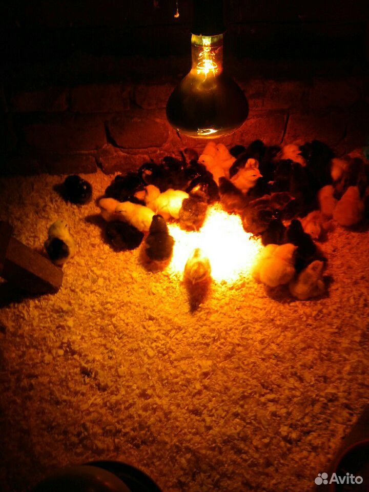 Суточные цыплята домашних кур купить на Зозу.ру - фотография № 1