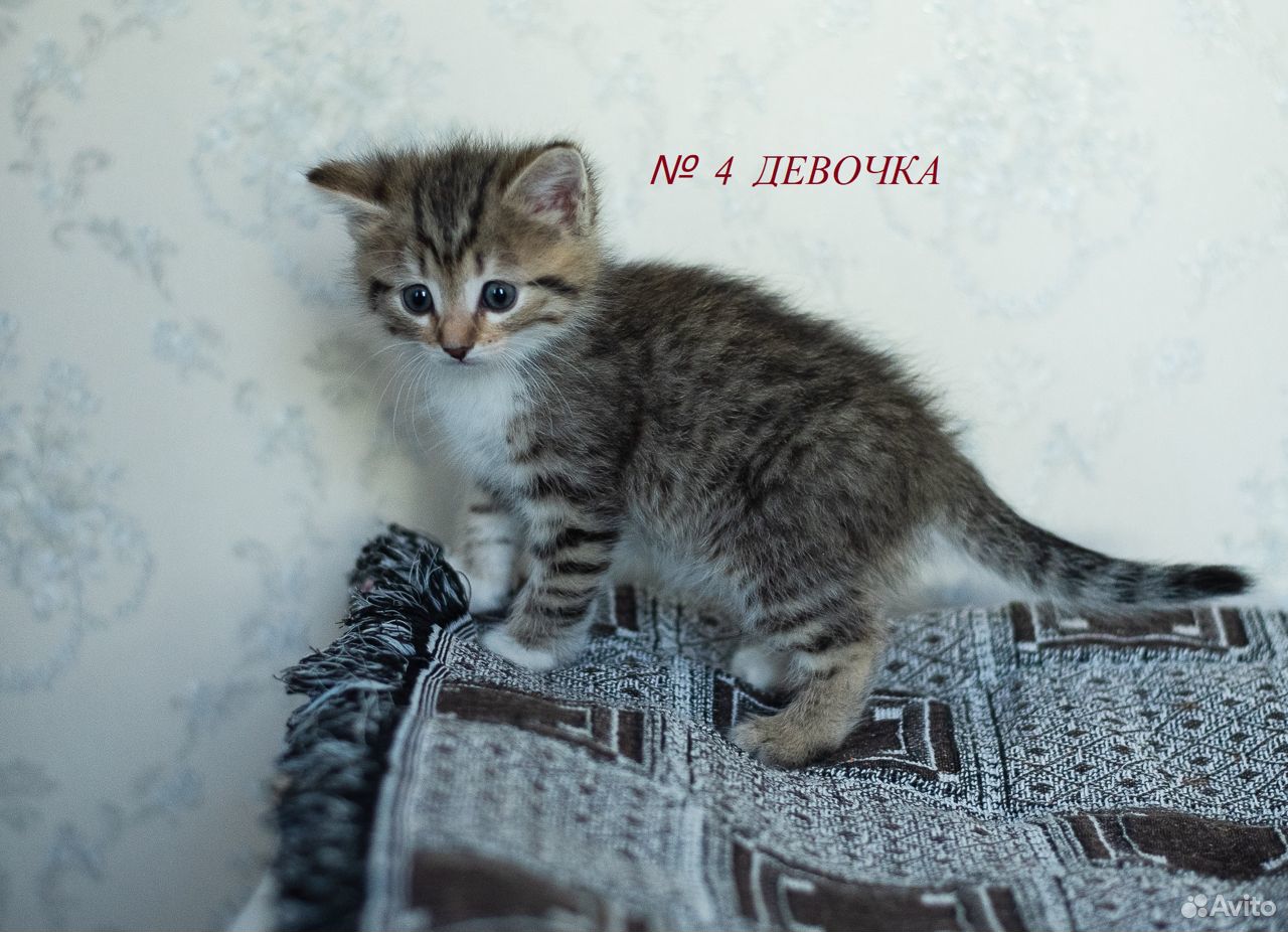 Котята в добрые руки купить на Зозу.ру - фотография № 8