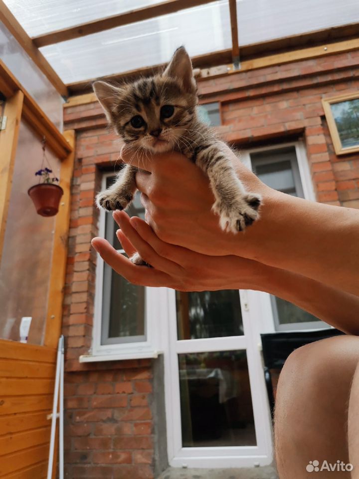 Отдам 2-х милых котят в добрые руки купить на Зозу.ру - фотография № 2