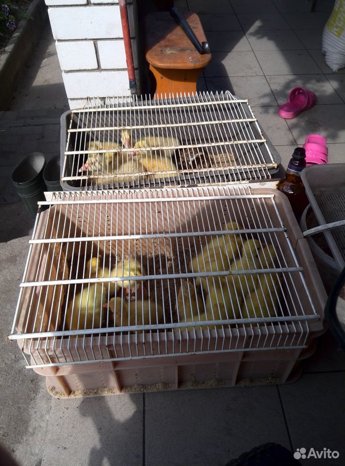Цыплята бройлеры, индюшата, гусята купить на Зозу.ру - фотография № 4