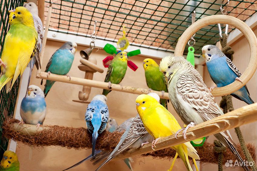 Волнистые попугаи разных возрастов купить на Зозу.ру - фотография № 3