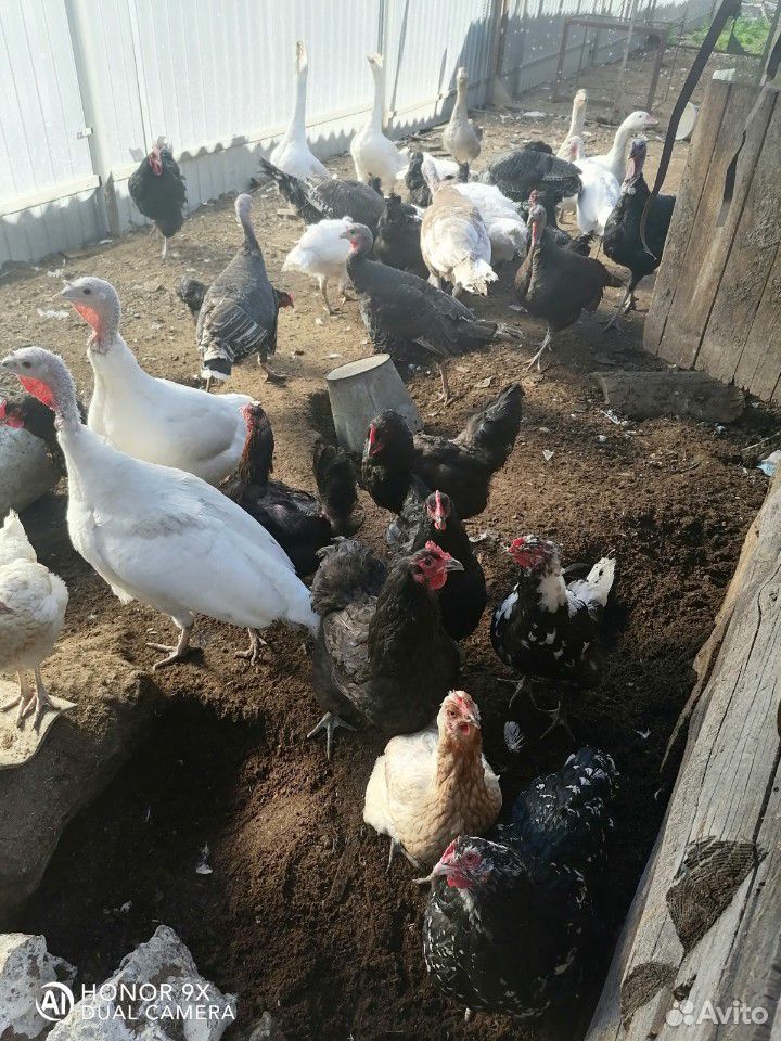 Цыплята фазанов, кур несушек купить на Зозу.ру - фотография № 7