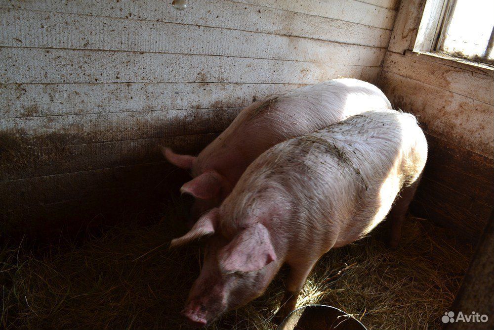 Домашние свиньи живым весом купить на Зозу.ру - фотография № 1