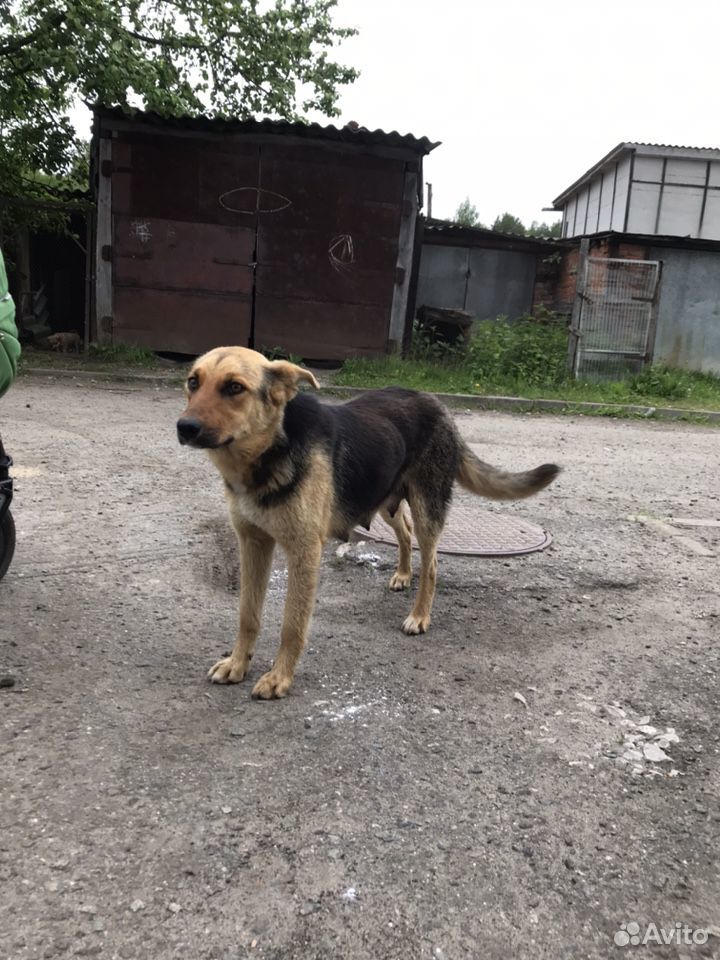 Собака 1 год SOS д. Пикшики-Туруново купить на Зозу.ру - фотография № 3