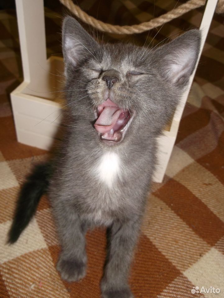 Воспитанный котик Филя от кошки-мышеловки купить на Зозу.ру - фотография № 6