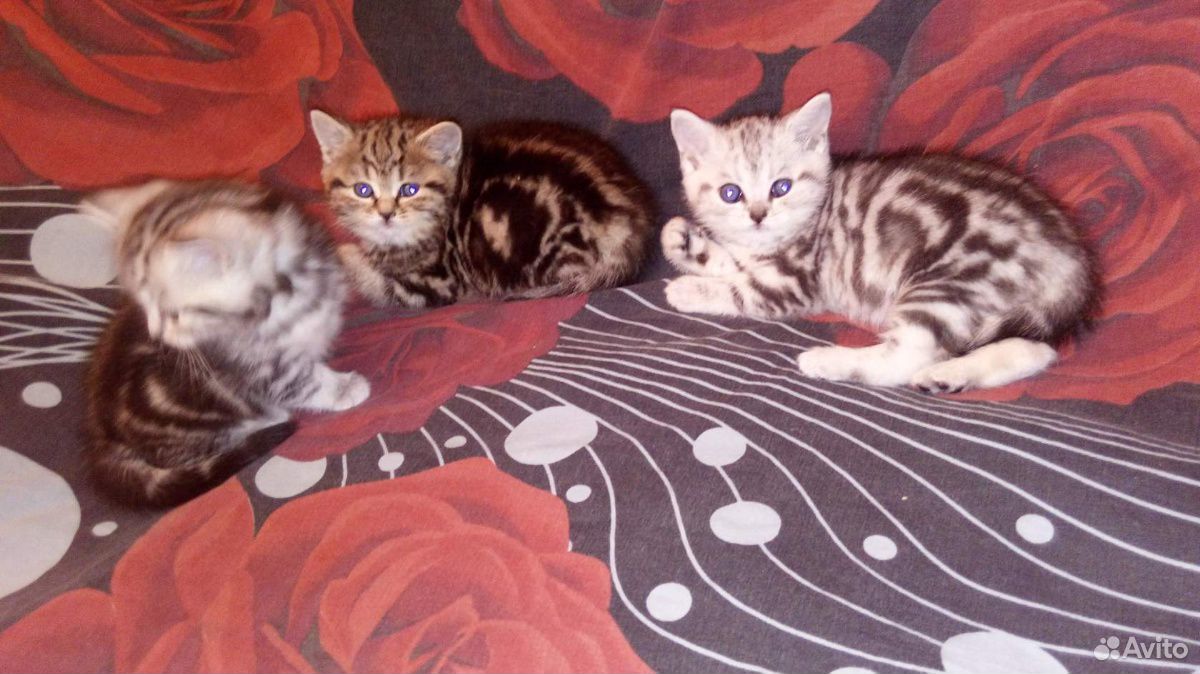 Шотландские котята купить на Зозу.ру - фотография № 2