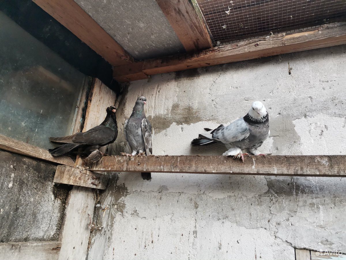 Продам узбекских бойных голубей купить на Зозу.ру - фотография № 7