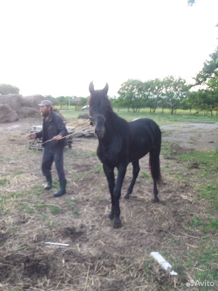 Лошадь,конь,жеребец купить на Зозу.ру - фотография № 3