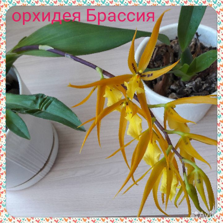 Красиво цветущие растения купить на Зозу.ру - фотография № 9