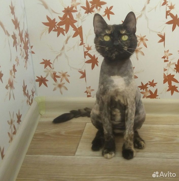 Кошка Наташа ищет дом купить на Зозу.ру - фотография № 6