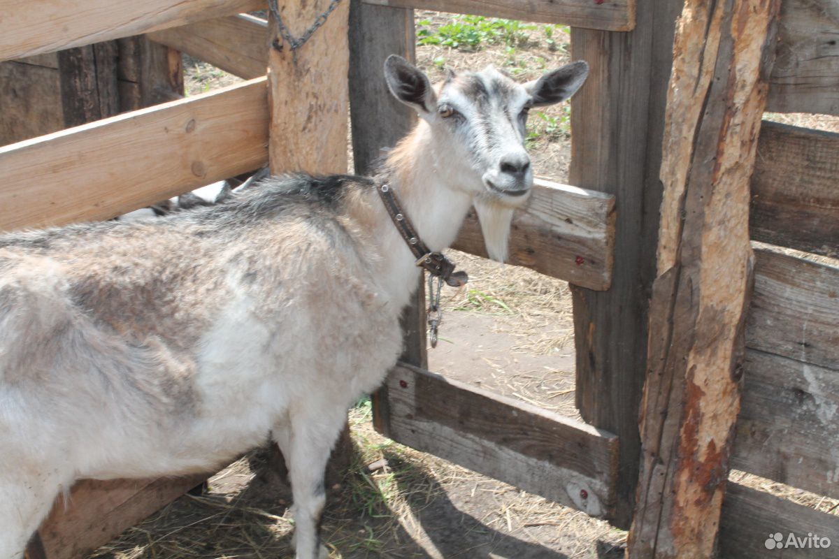 Молодая козочка,козлик,взрослый козел,дойная коза купить на Зозу.ру - фотография № 7