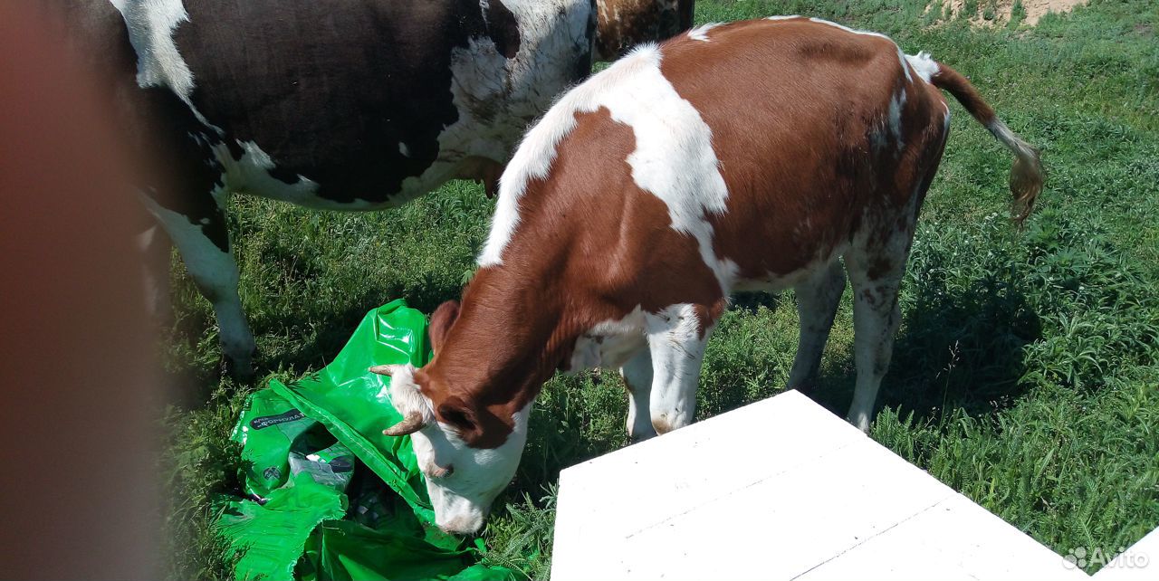 Тёлка и корова купить на Зозу.ру - фотография № 1