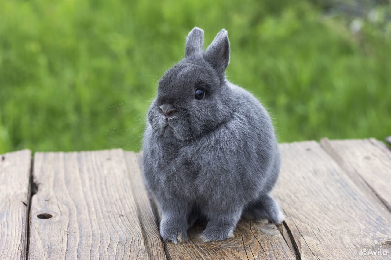 Купить кроликов ростов. Голубой кролик. Серо-голубой кролик. Кролик синего цвета. Голубой кролик t;s.