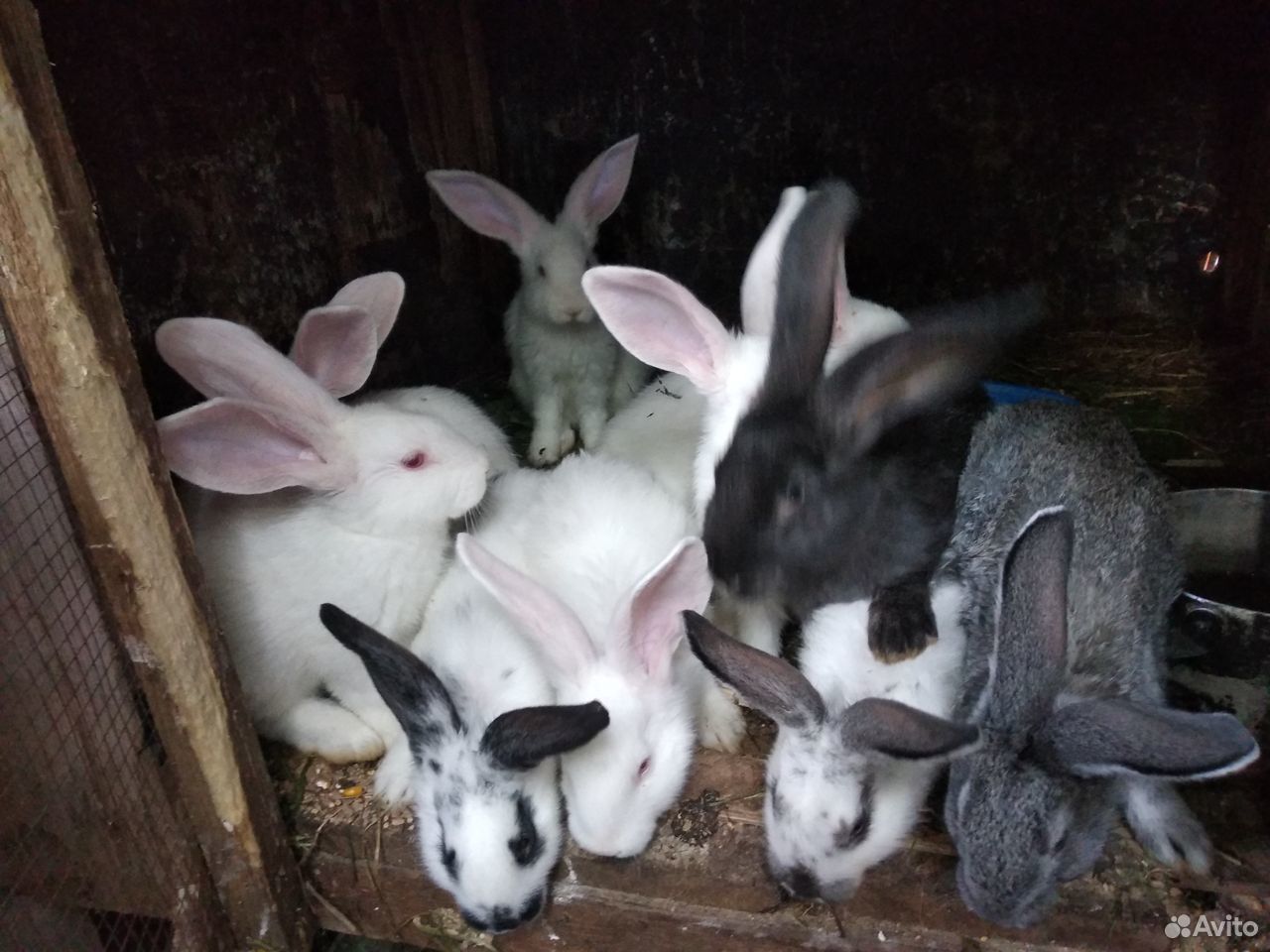 Крольчата 2мес,3 мес, 5мес купить на Зозу.ру - фотография № 2