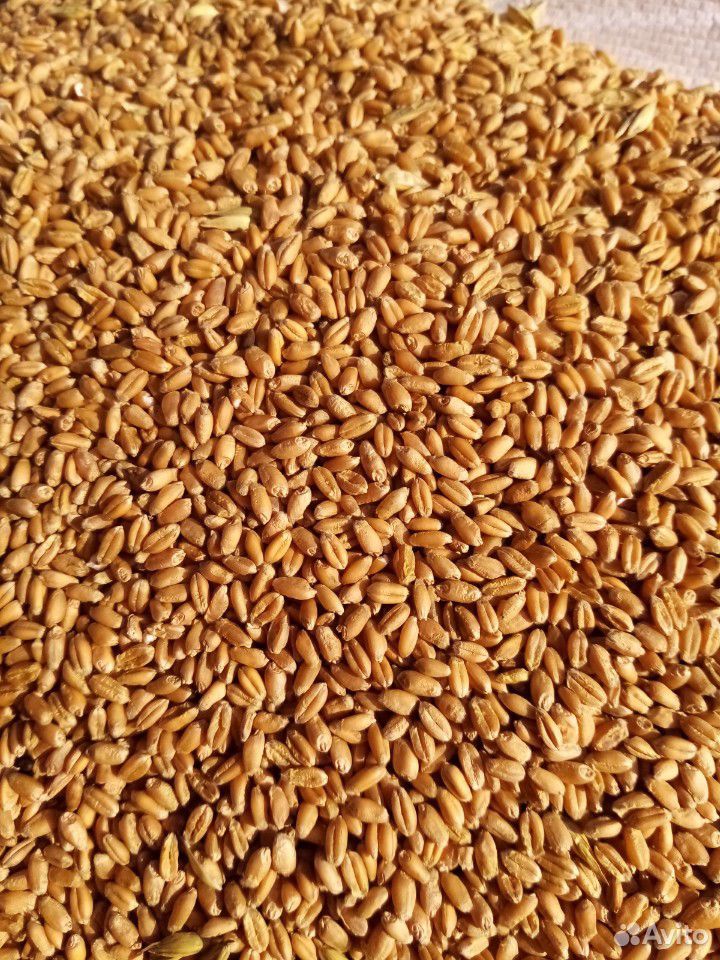 Озимая пшеница купить на Зозу.ру - фотография № 2