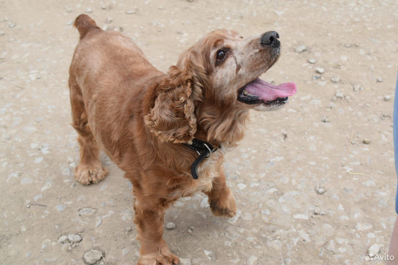 Английский кокер спаниель рыжий. Вязка кокер спаниеля английского. Вязка кокер спаниеля английского. Кокер спаниель английский рыжий окрас полностью. Спаривание кокер спаниель.