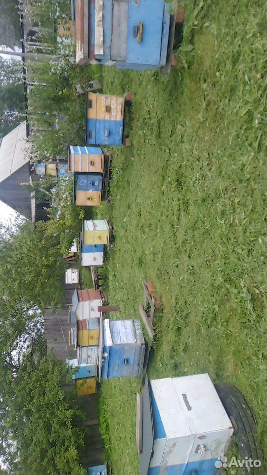Продаю семьи пчел на высадку и с ульями по цене от купить на Зозу.ру - фотография № 2