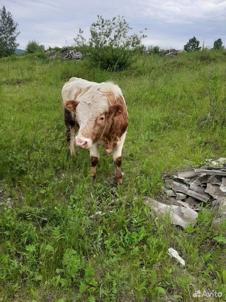 Бычки коровы купить на Зозу.ру - фотография № 3