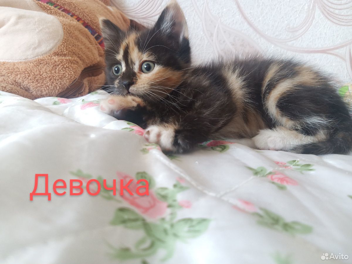 Котятки в добрые руки купить на Зозу.ру - фотография № 2