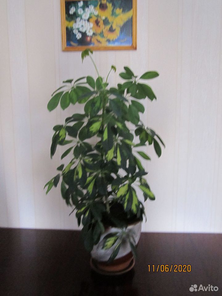 Цветок Шефлера купить на Зозу.ру - фотография № 1