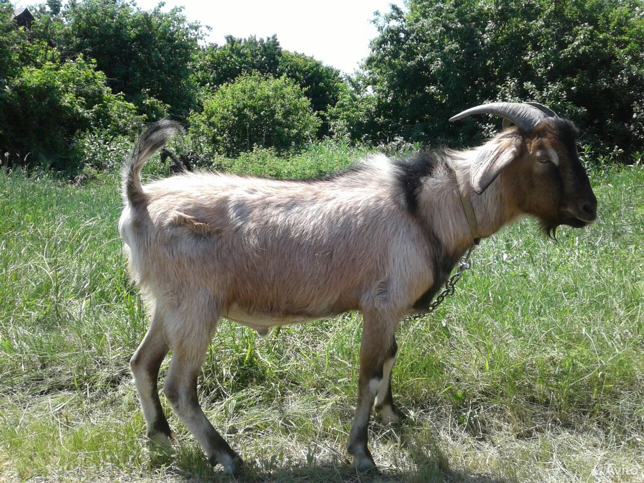 Породистый козёл на племя (продажа, обмен, торг) купить на Зозу.ру - фотография № 5