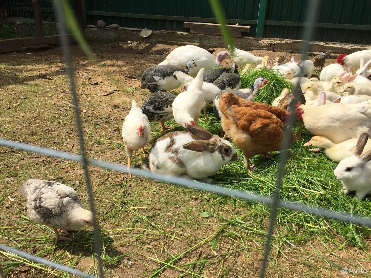 Продается куры цыплята кролики купить на Зозу.ру - фотография № 4