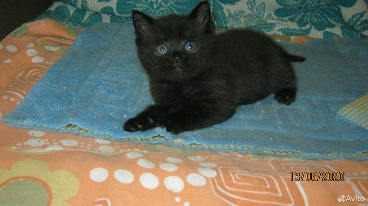 Черный-красивый,котенок-мальчик по кличке Айнанэ купить на Зозу.ру - фотография № 3