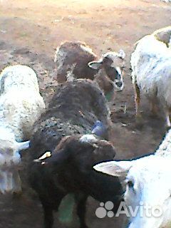 Овцы с ягнятами купить на Зозу.ру - фотография № 1