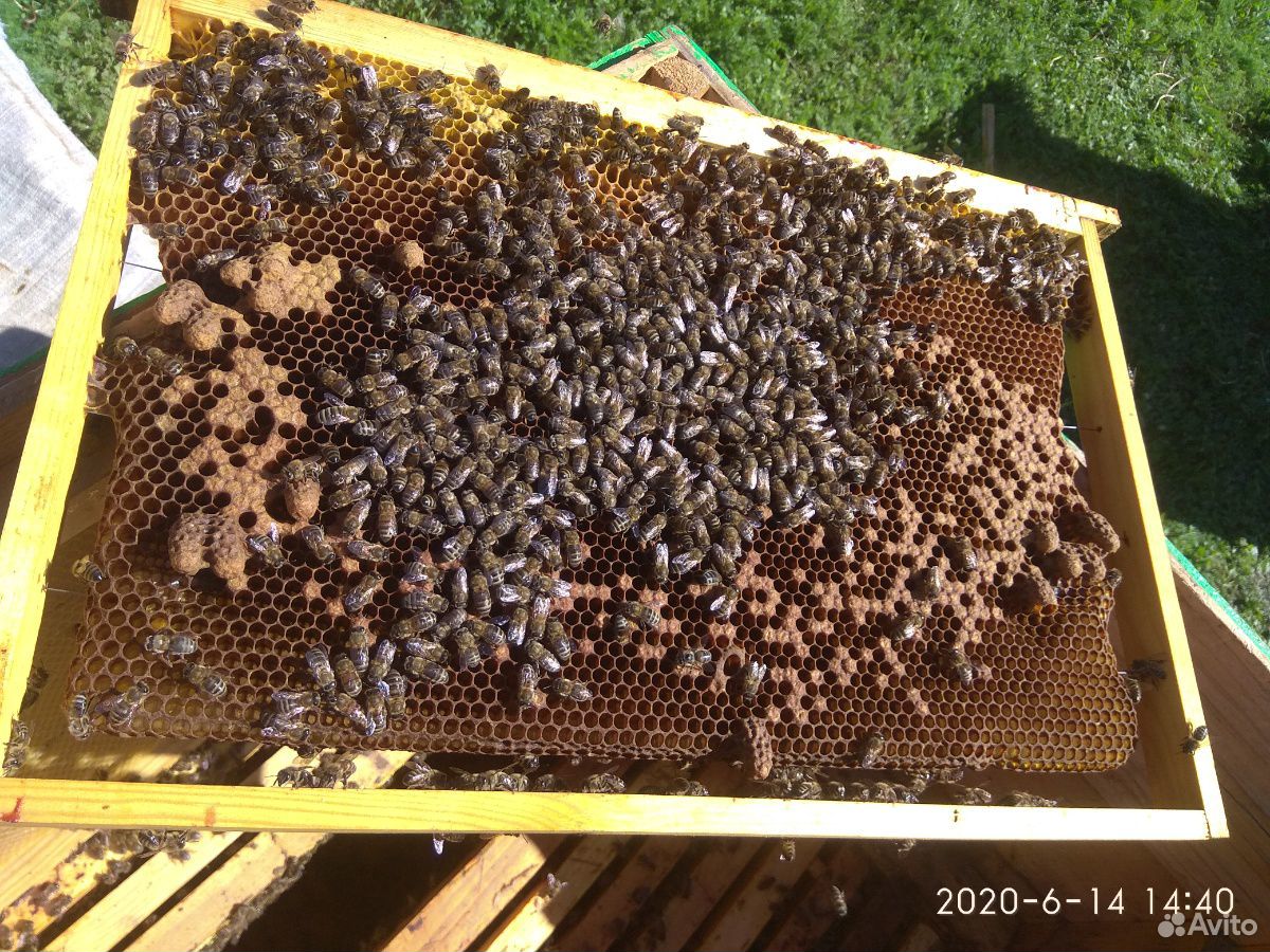 Матки пчелы купить на Зозу.ру - фотография № 2