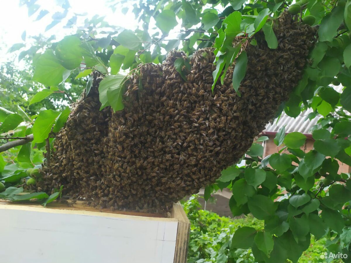 Рой пчел сниму купить на Зозу.ру - фотография № 1