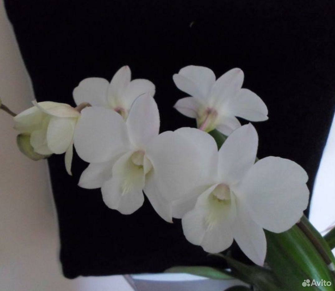 Орхидея дендрофаленопсис купить на Зозу.ру - фотография № 5