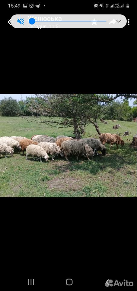 Продаются овцы купить на Зозу.ру - фотография № 3