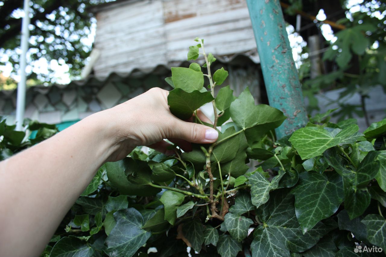 Плющ садовый- вечнозеленый, морозостойкий купить на Зозу.ру - фотография № 8
