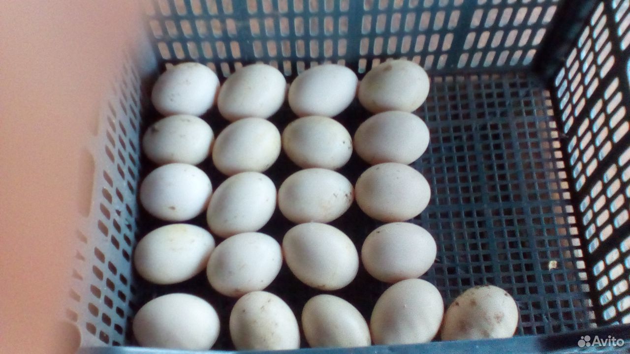 Яйцо индоутиное купить на Зозу.ру - фотография № 1
