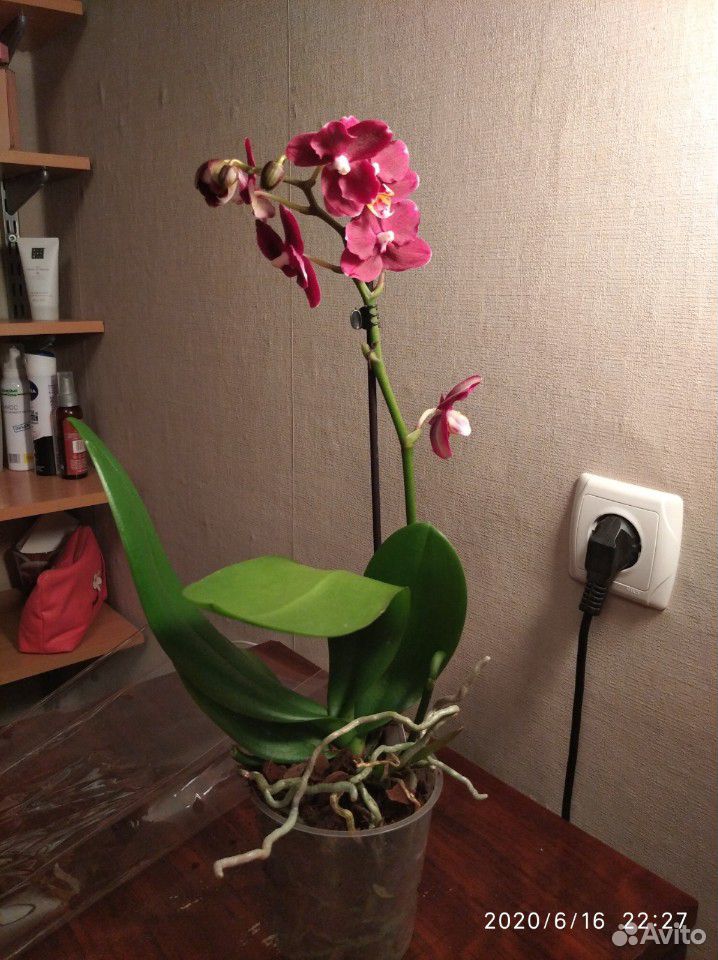 Орхидея фаленопсис комплект купить на Зозу.ру - фотография № 1