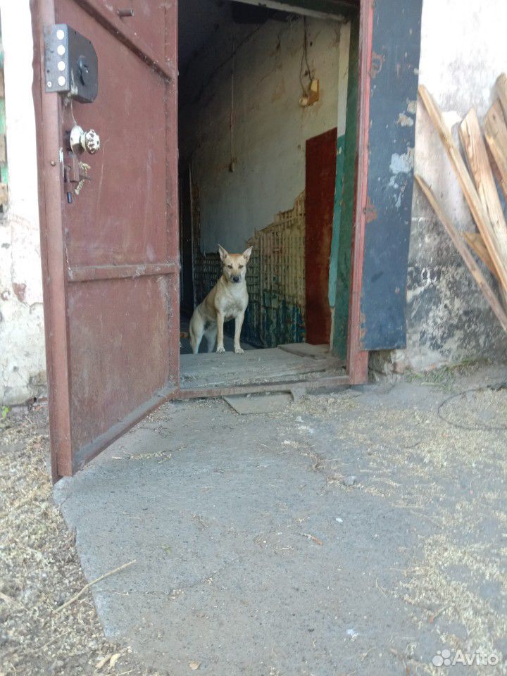 Собака девочка купить на Зозу.ру - фотография № 4