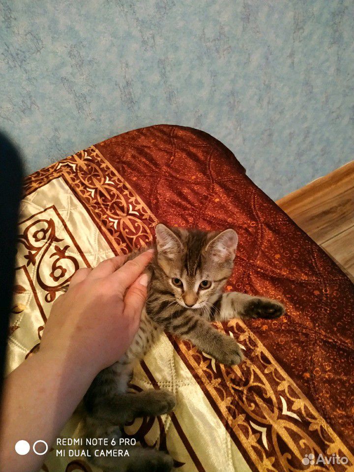 Котенок девочка в добрые руки купить на Зозу.ру - фотография № 1