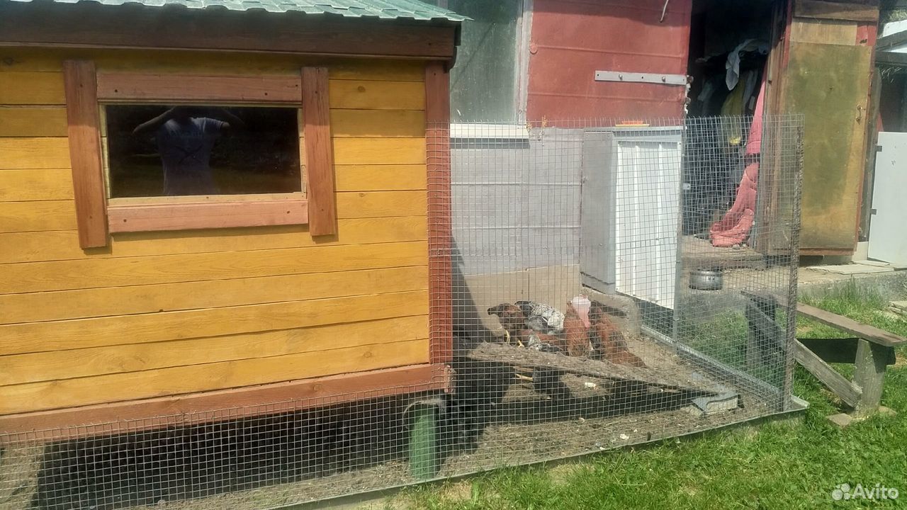 Отряд из 8 цыплят купить на Зозу.ру - фотография № 1