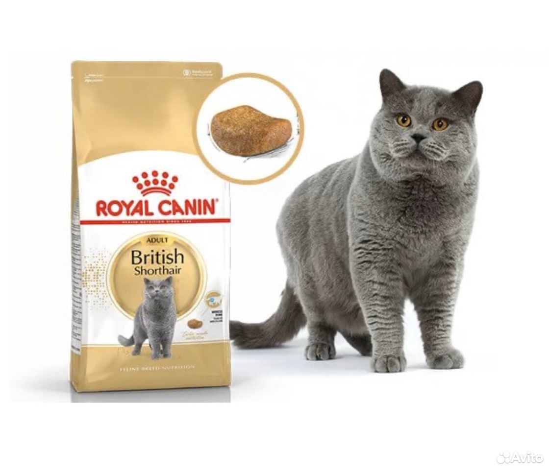 Корм для кошек Royal Canin Британская короткошерст купить на Зозу.ру - фотография № 1